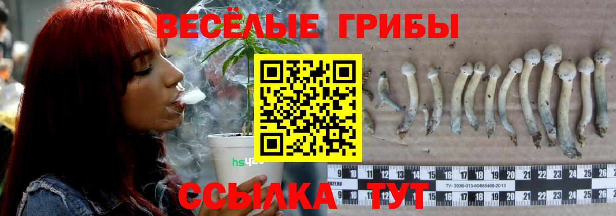 Галлюциногенные грибы Psilocybe Краснодар